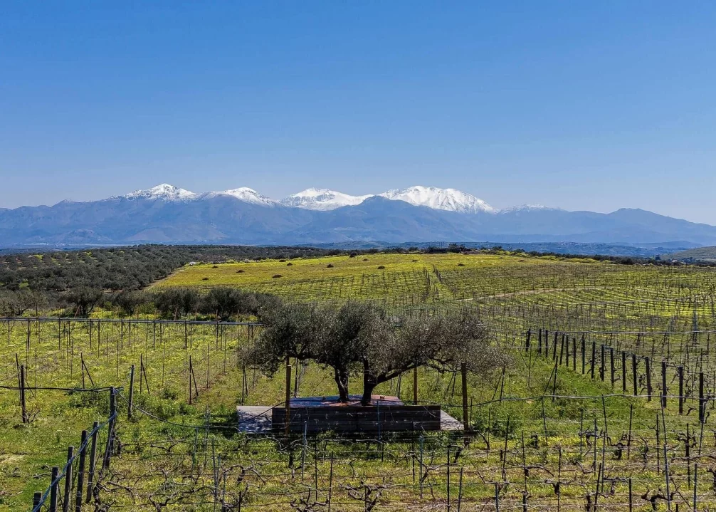 Heraklion Wine&Olive Oil Tasting private VIP - 4 Heraklion Wine&Olive Oil Tasting private VIP - 4